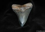 Killer Inch Megalodon Tooth - Collector Quality #81-1